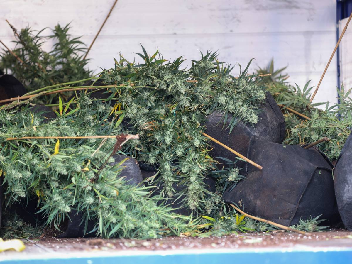 Cannabis-Plantage in Ex-Gaststätte
