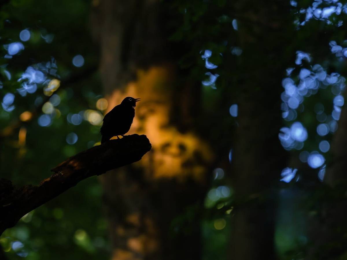 Vogelstimmen für Anfängerinnen und Anfänger