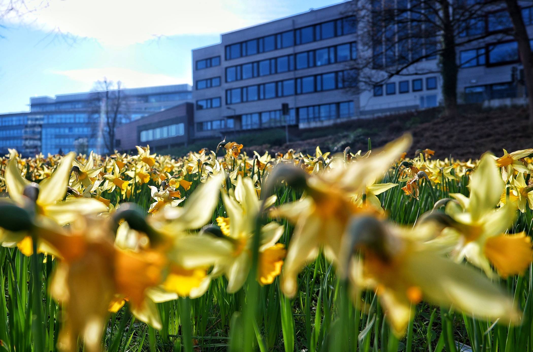 Blumen auf der Talachse in Elberfeld.