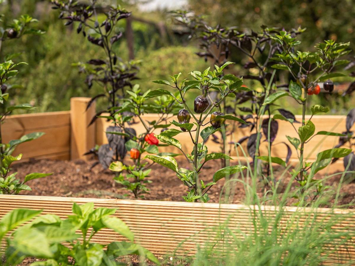 Der erste Kräuterspaziergang des Jahres