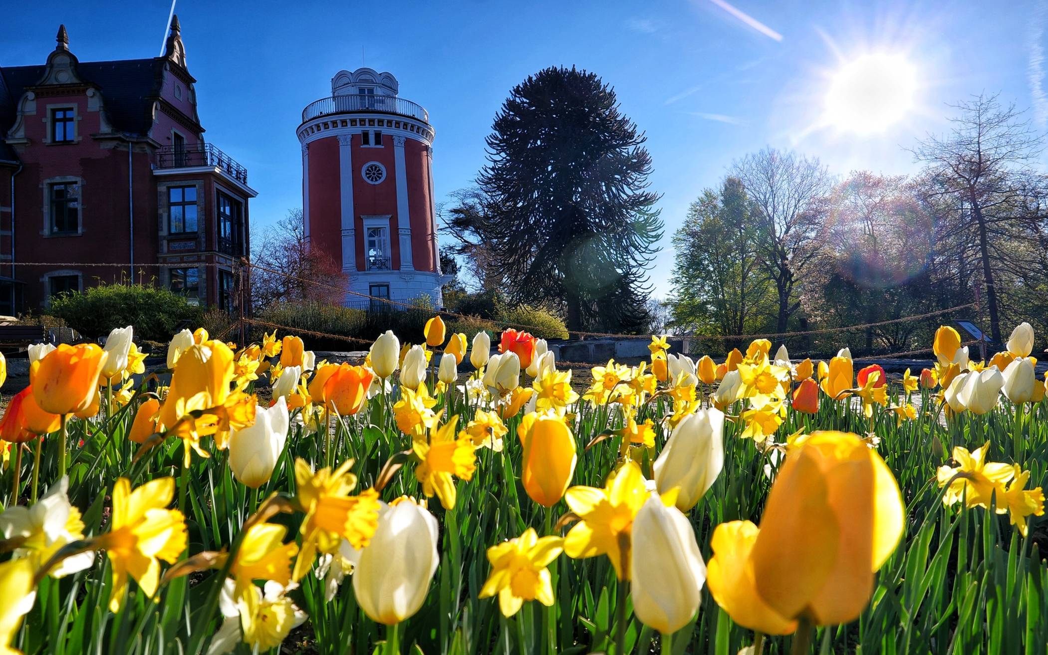 Tulpen und Narzissen: Führung im Botanischen Garten