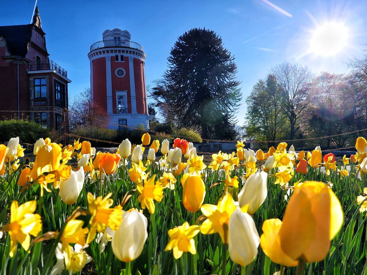 Tulpen und Narzissen: Führung im Botanischen Garten