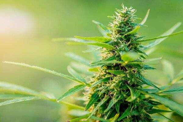 Neue Begriffe, neue Trends: Was hinter modernen Cannabissorten steckt