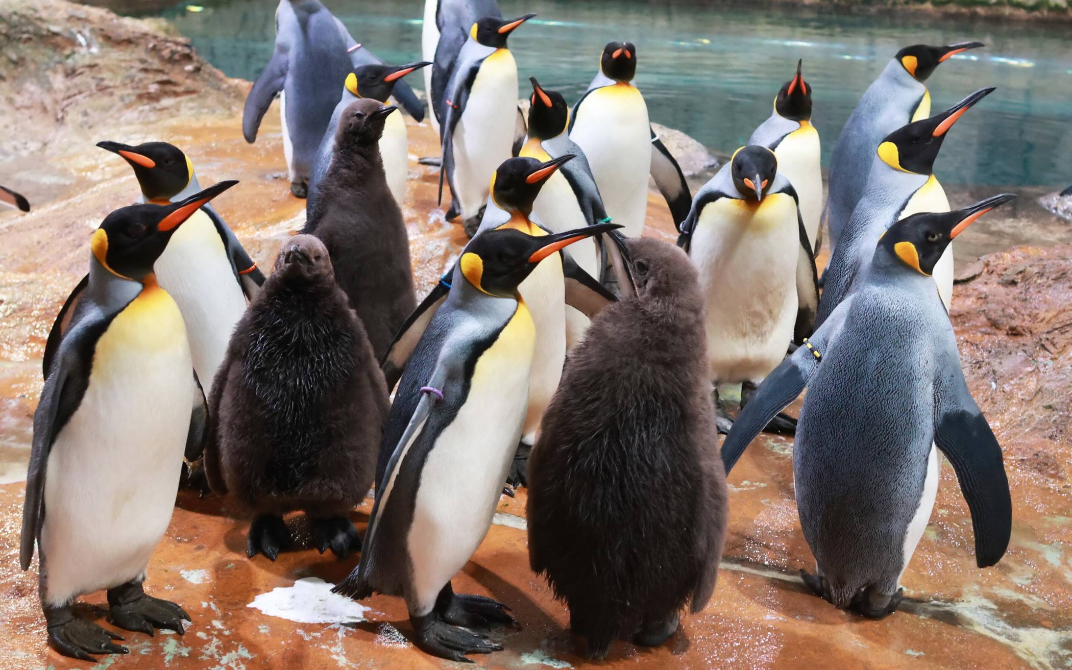 Großer Pinguintag im Grünen Zoo Wuppertal