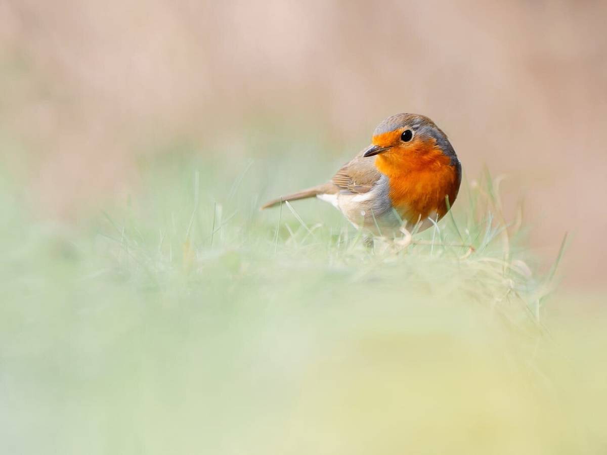 Auf NABU-Fotopirsch durch den frühlingshaften Wald