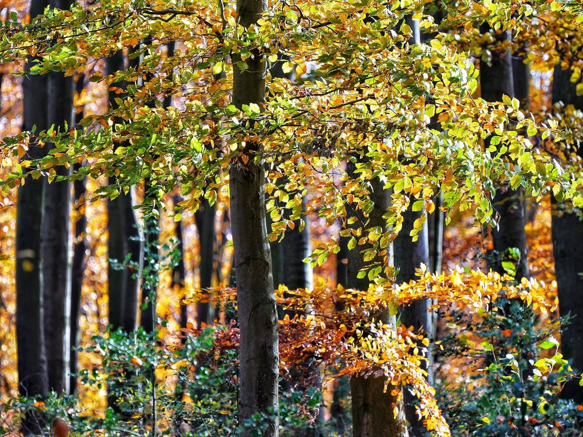 Der Schutz und die Nutzung des Waldes