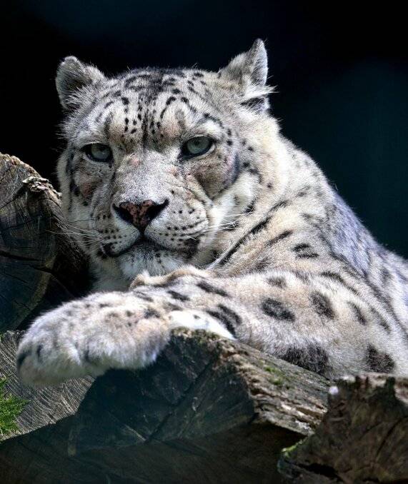 Trauer um Schneeleopard Irbis