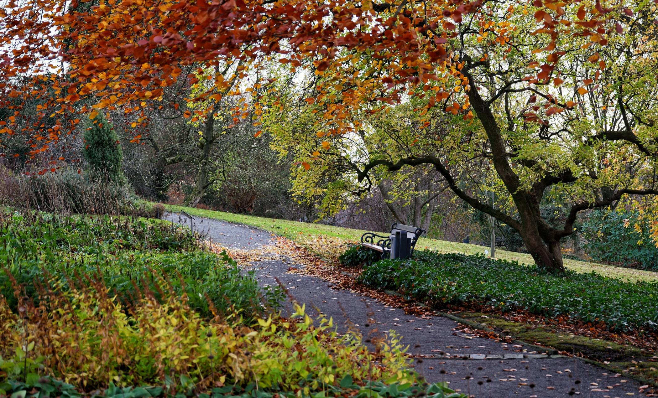  Bäume auf der Hardt. 