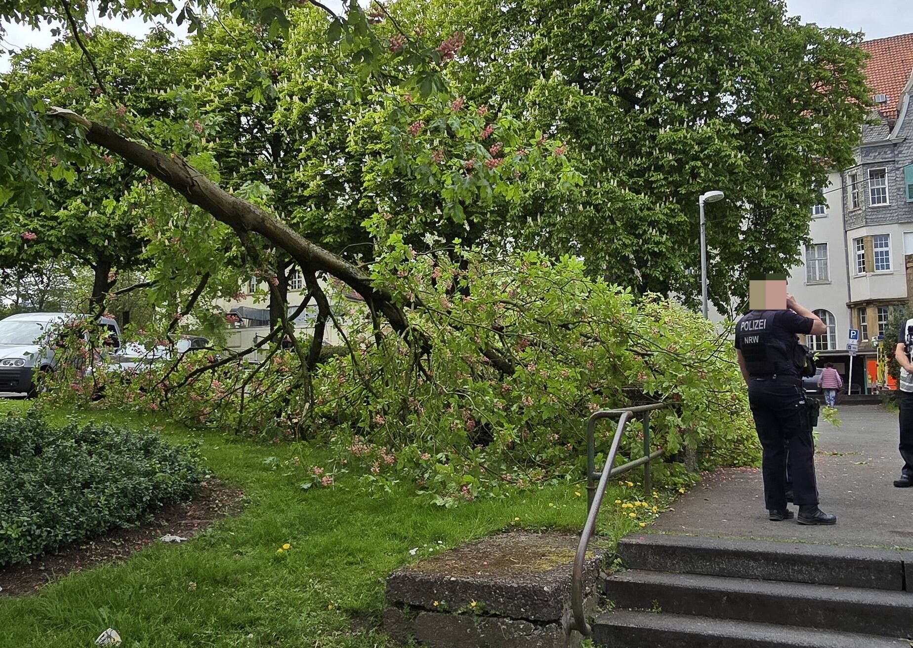 Der abgeknickte Ast.