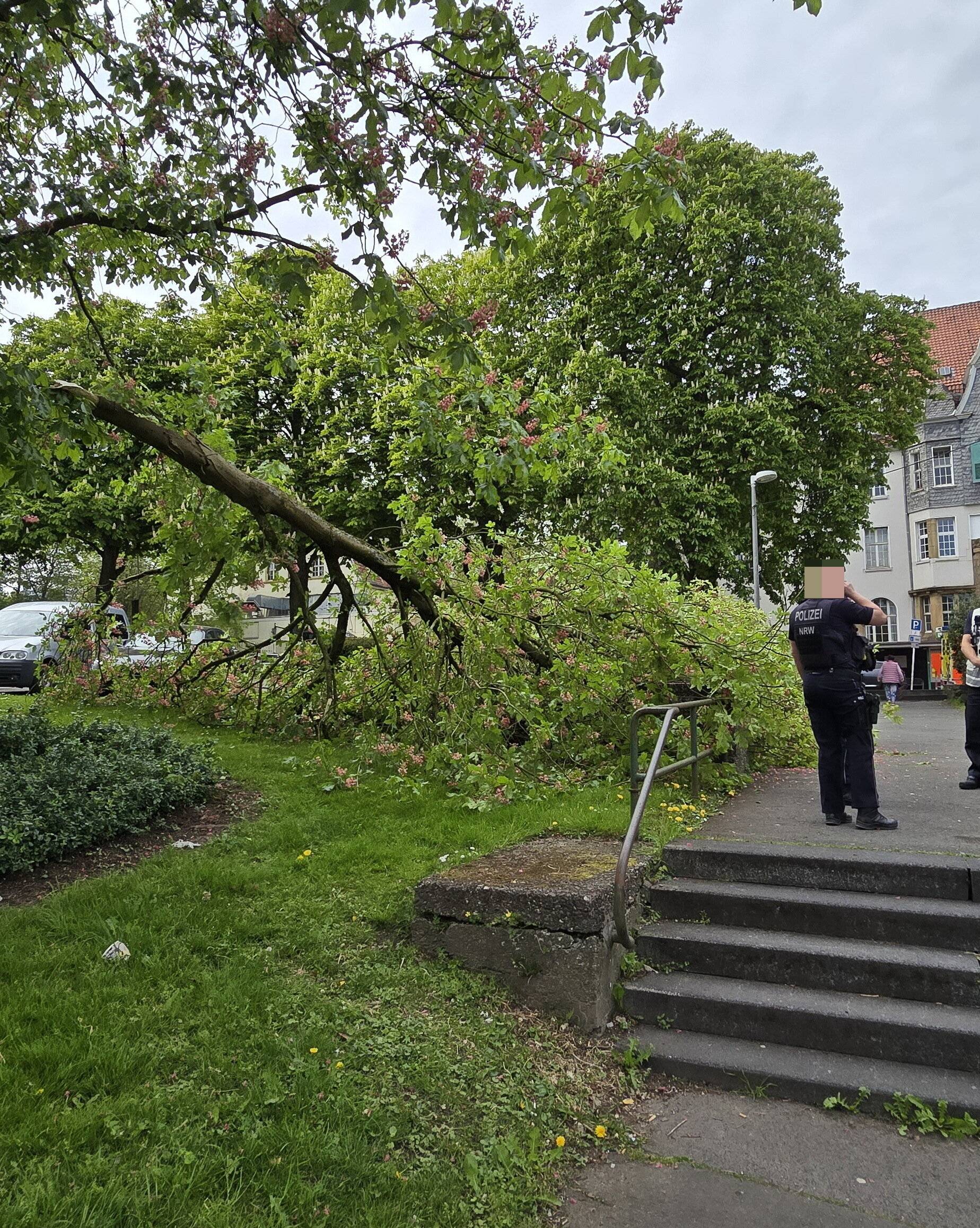 Der abgeknickte Ast.