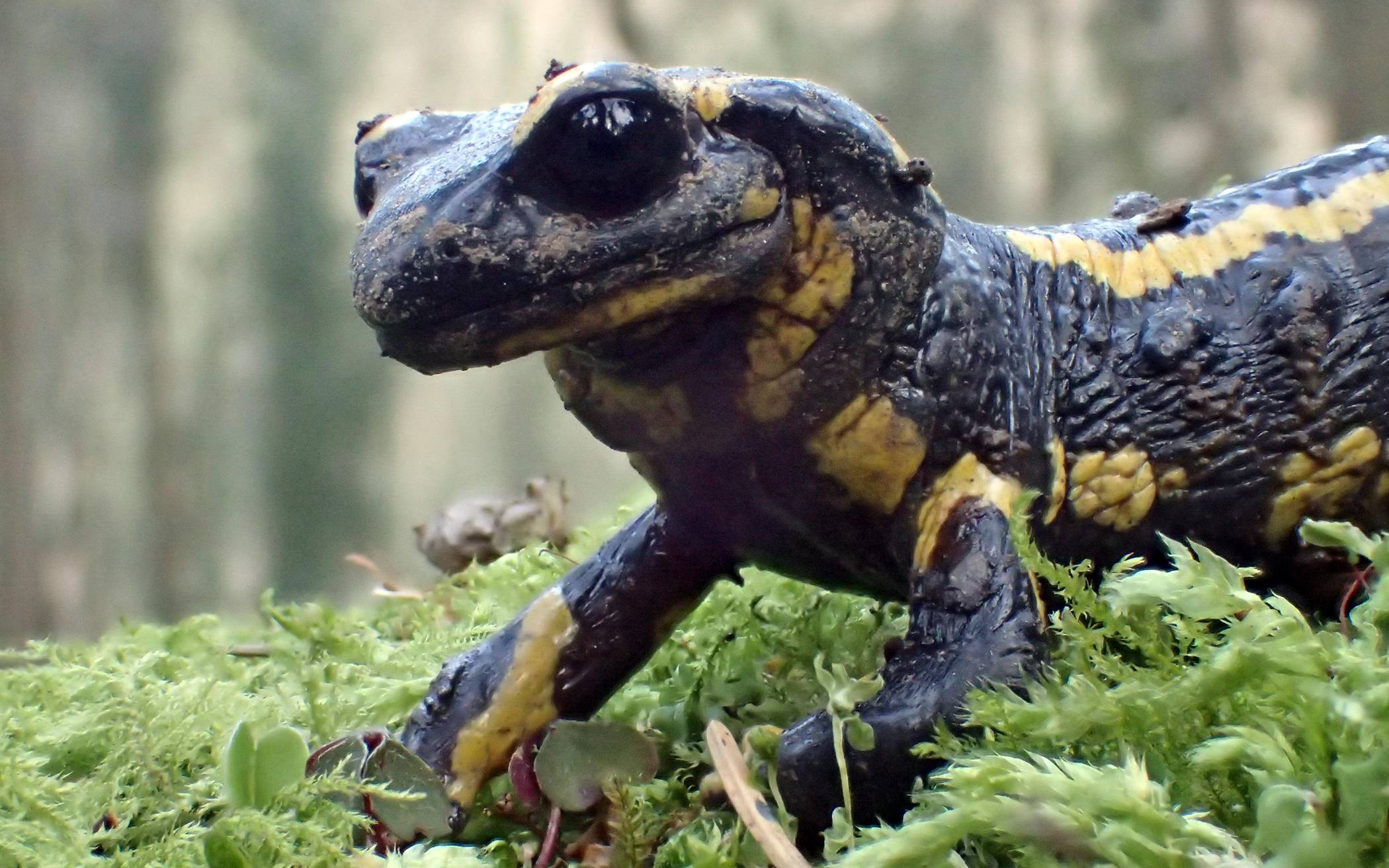 Ein Feuersalamander.