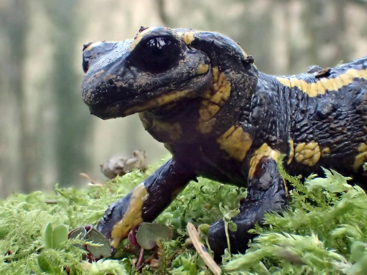 Feuersalamander-Nachwuchs im Archeprojekt