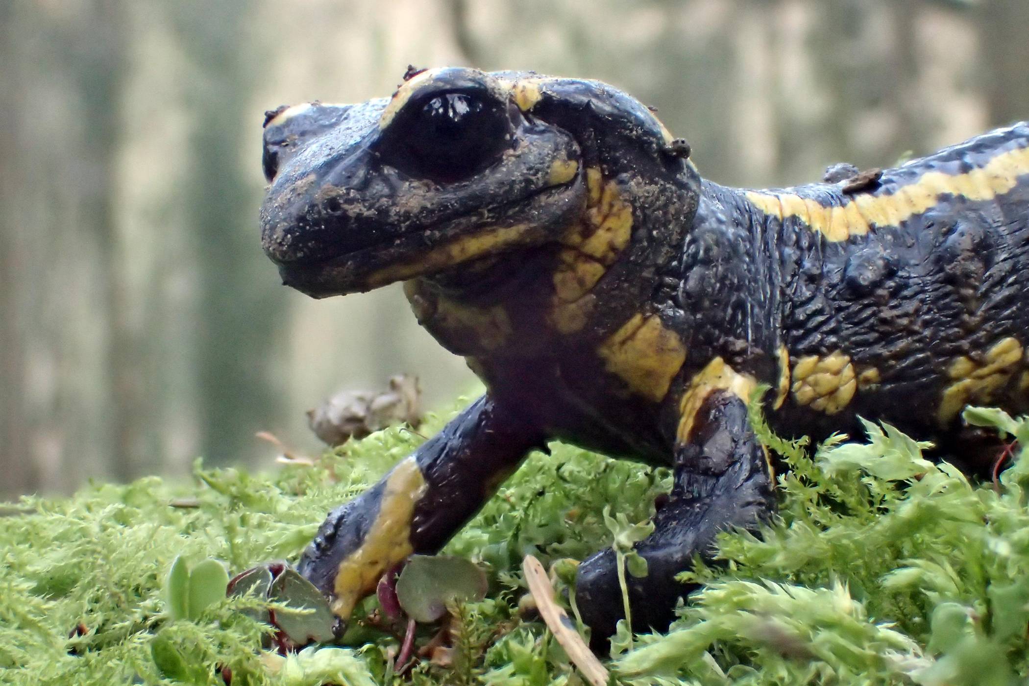  Ein Feuersalamander. 