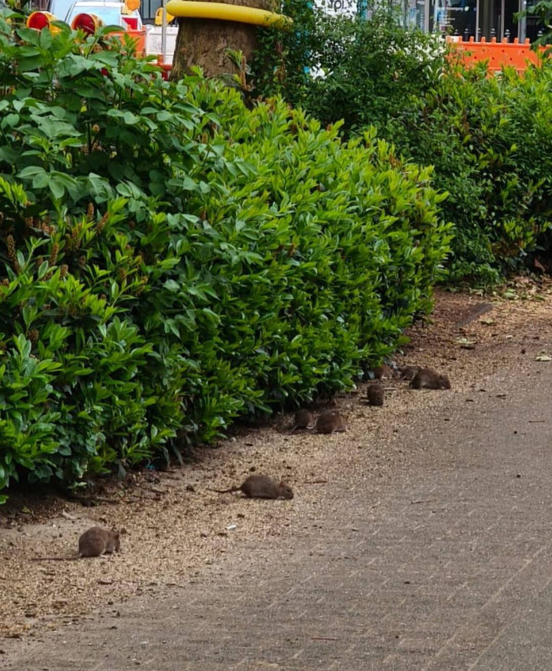 Ratten in der Elberfelder City.