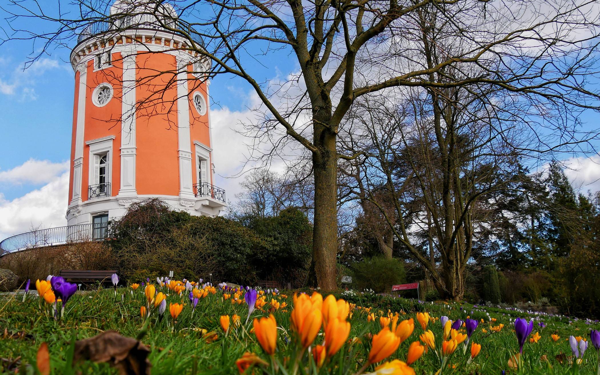 Krokusse vor dem Elisenturm.