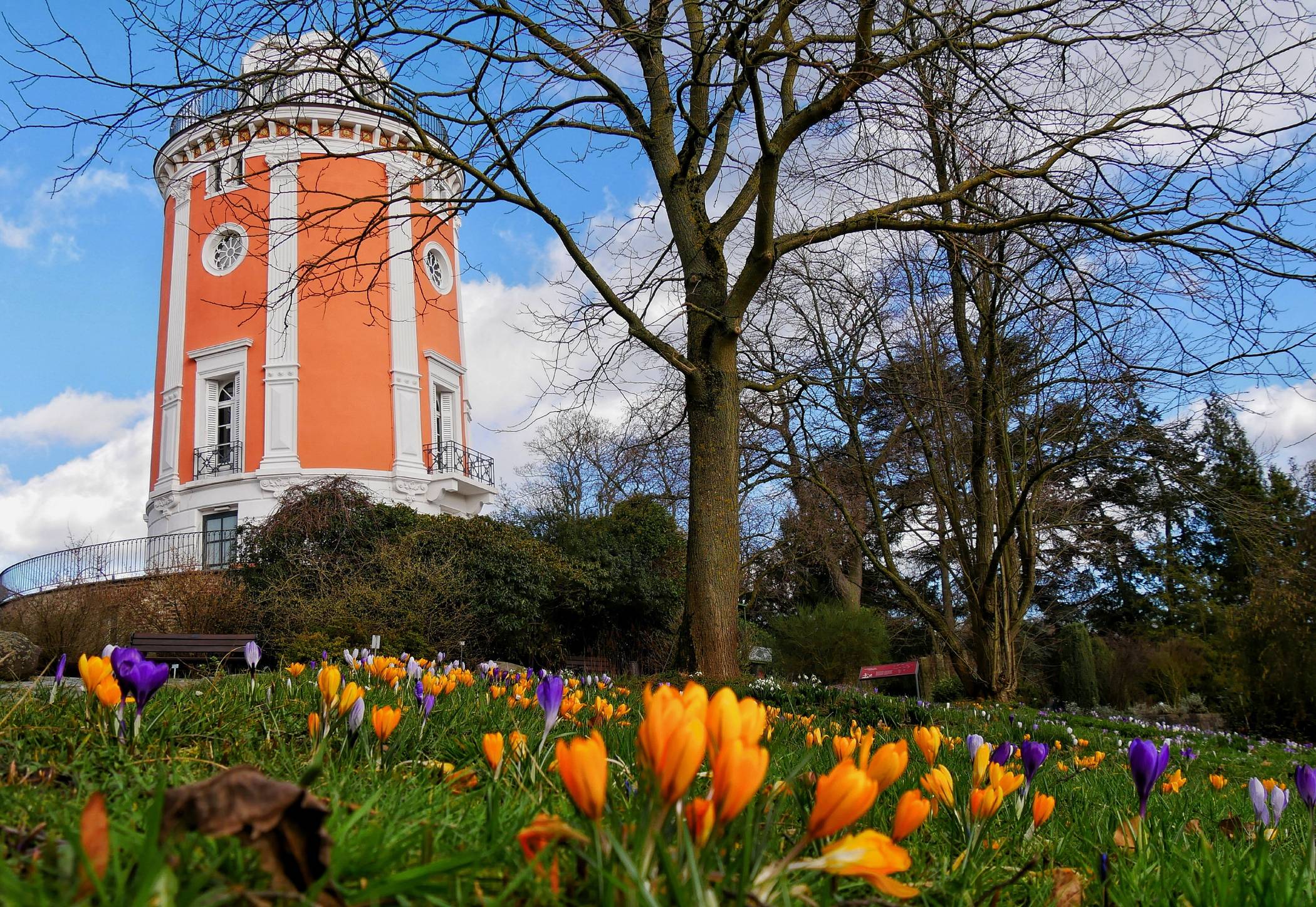 Krokusse vor dem Elisenturm.