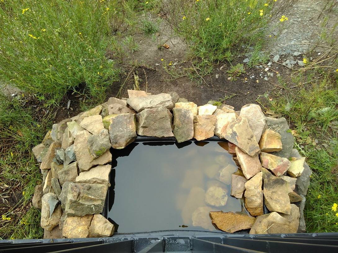  Ein Regenwasserbecken an der Uni - für Insekten und andere Tiere. 