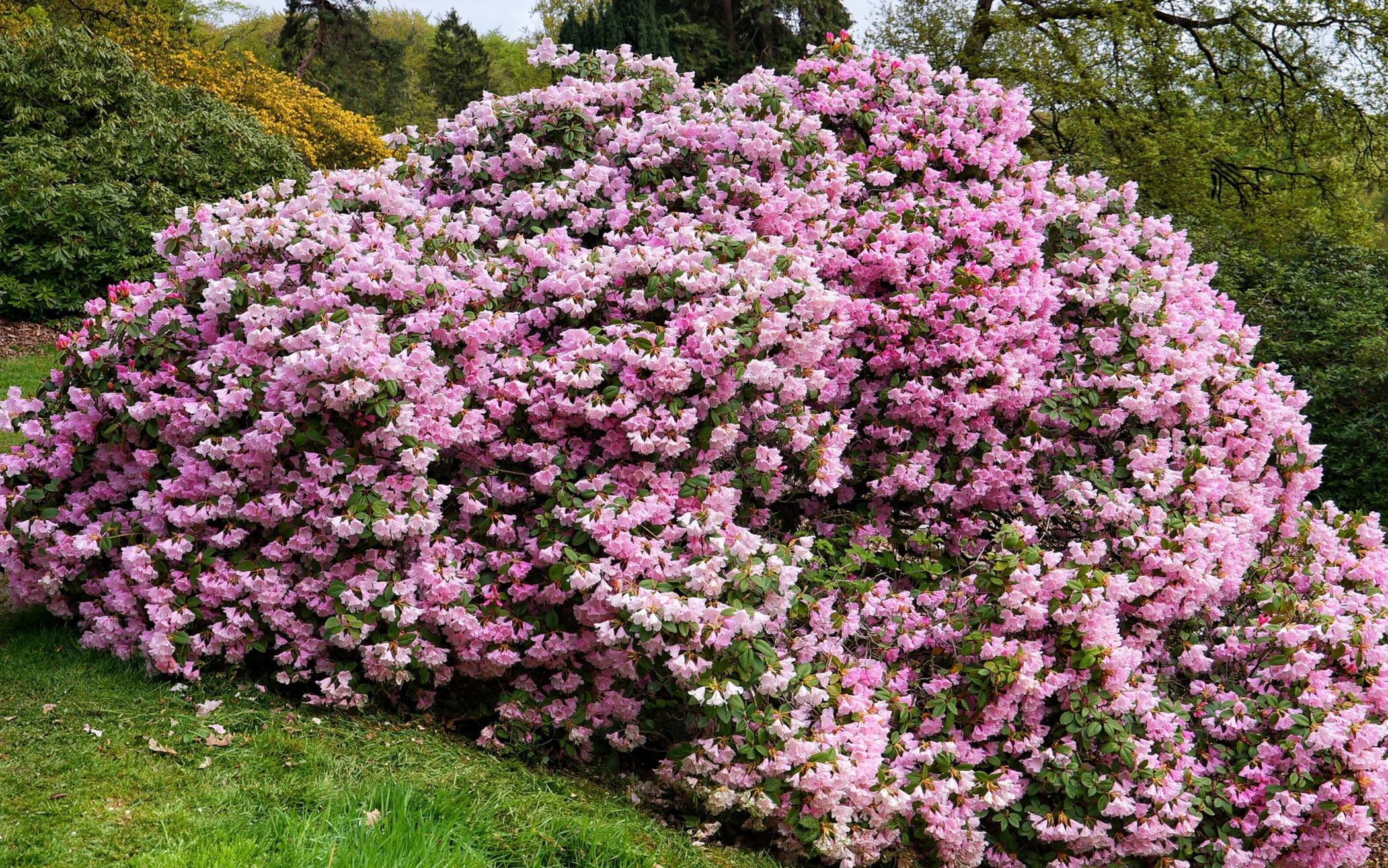 Die Farbenpracht im Park.