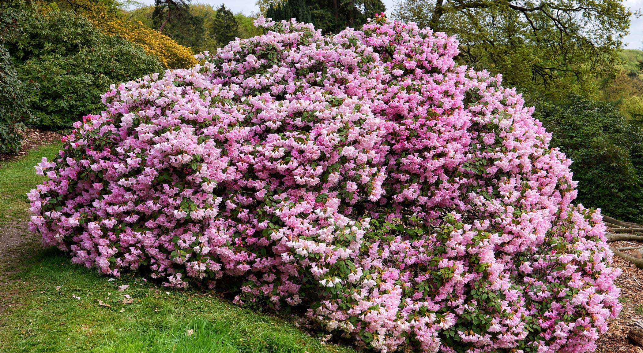 Die Farbenpracht im Park.