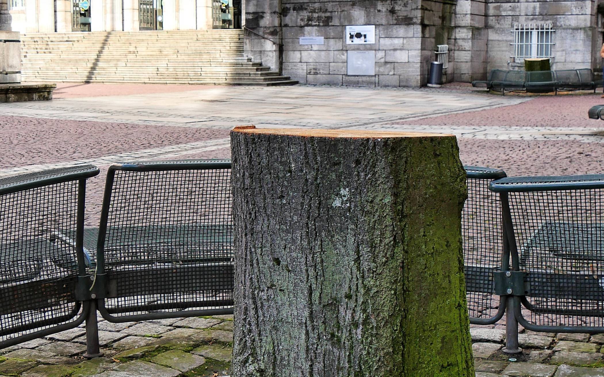 Vier Bäume rund um das Rathaus müssen gefällt werden