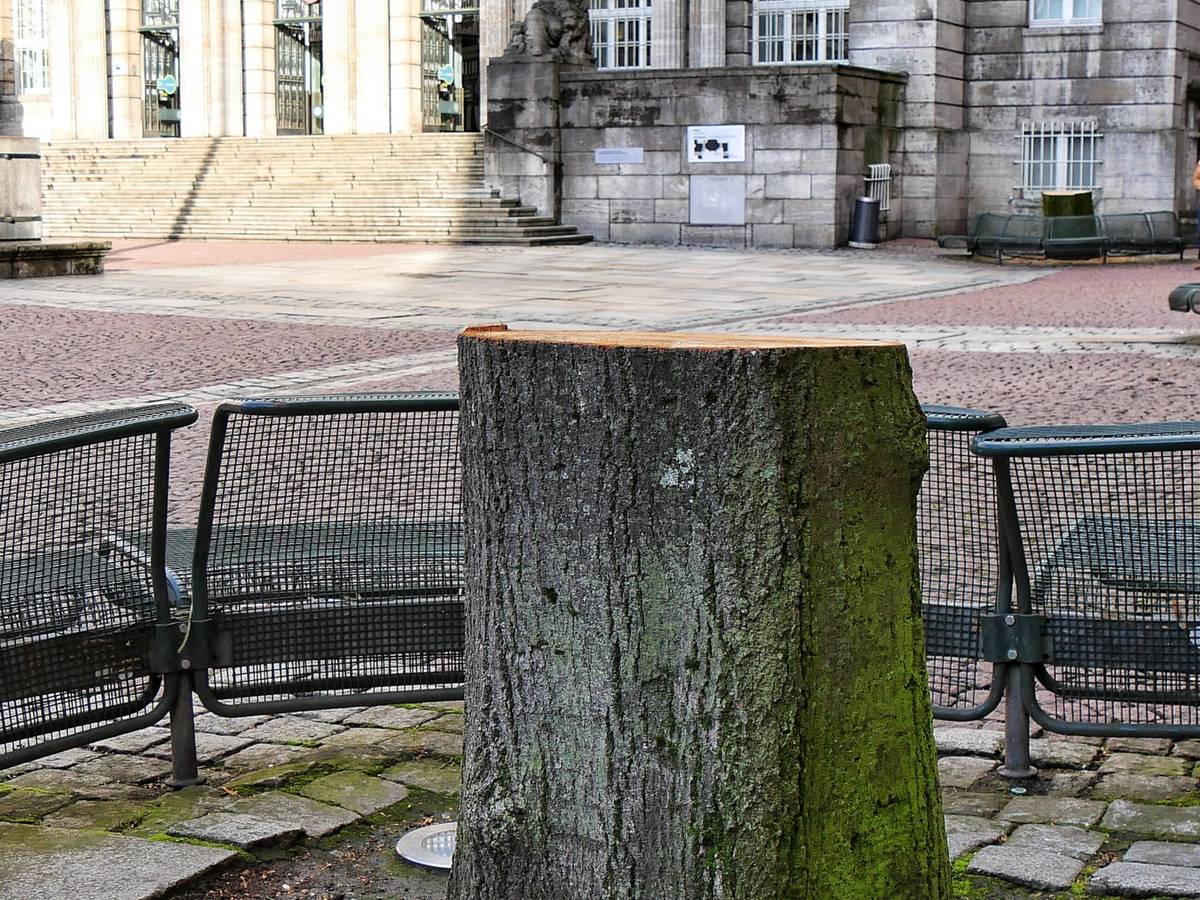 Vier Bäume rund um das Rathaus müssen gefällt werden