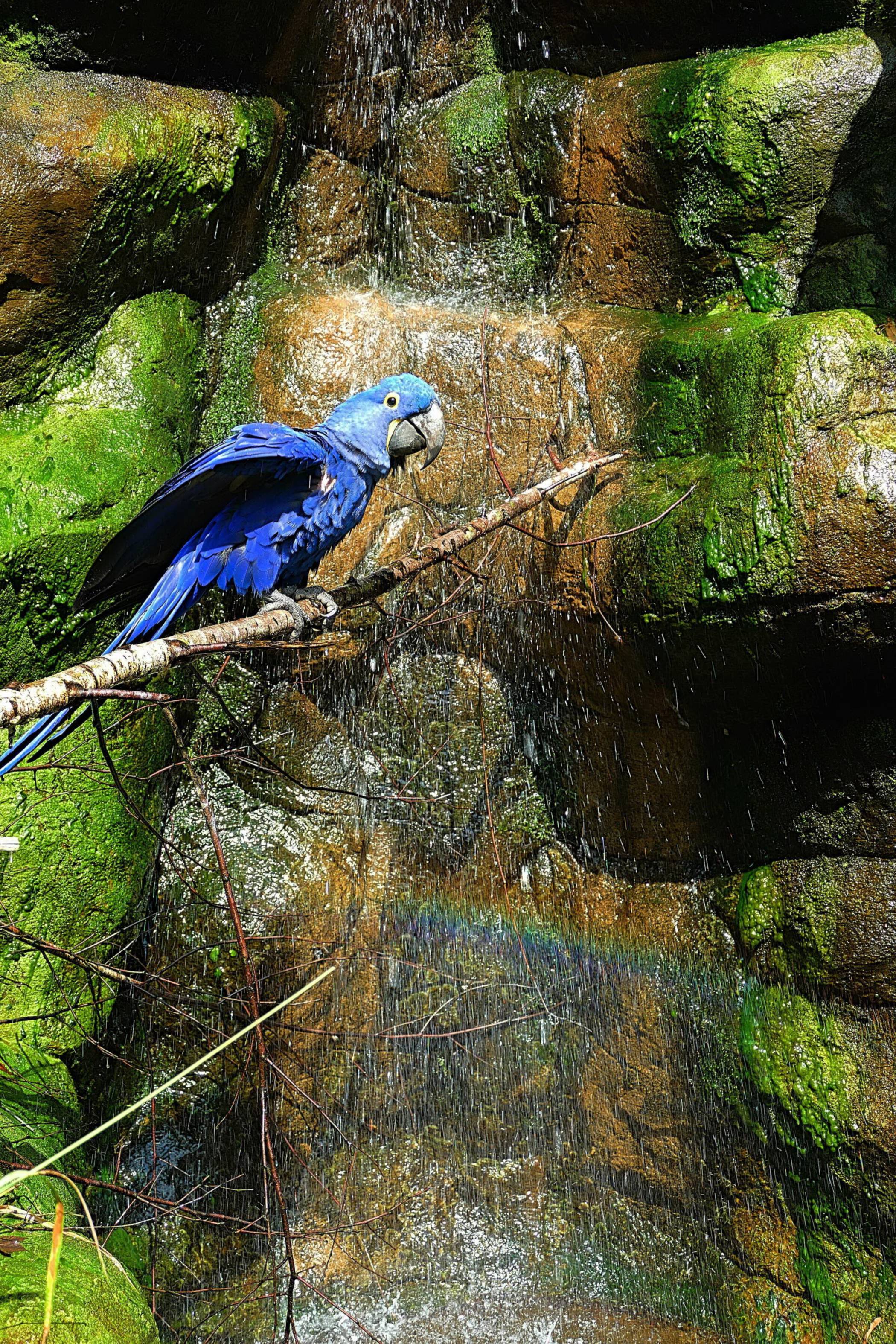 Viele Info zu den leuchtend blauen Hyazinth-Aras