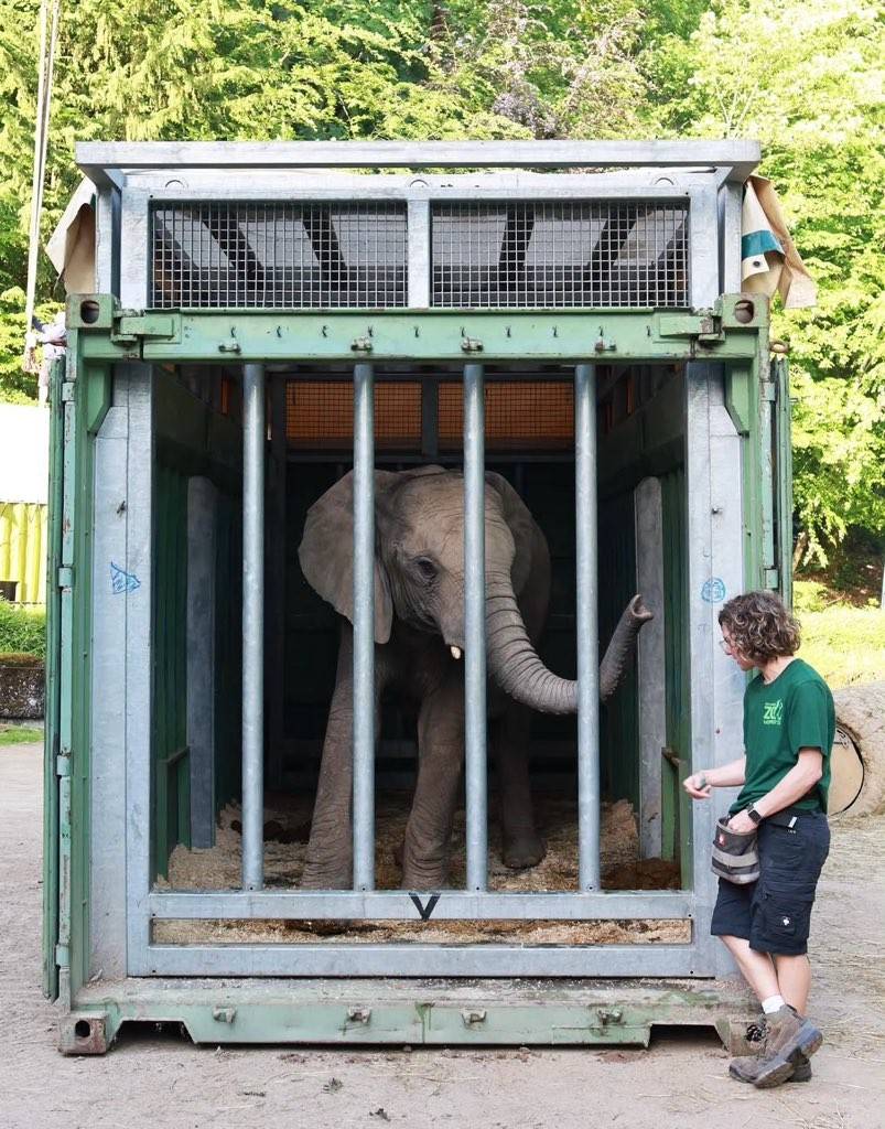 In Transportboxen verließen die Elefanten den Grünen Zoo.