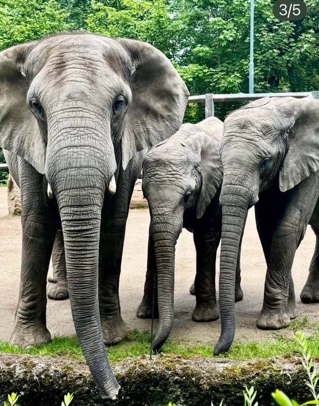 Bilder: Abschied von drei Elefanten im Zoo Wuppertal