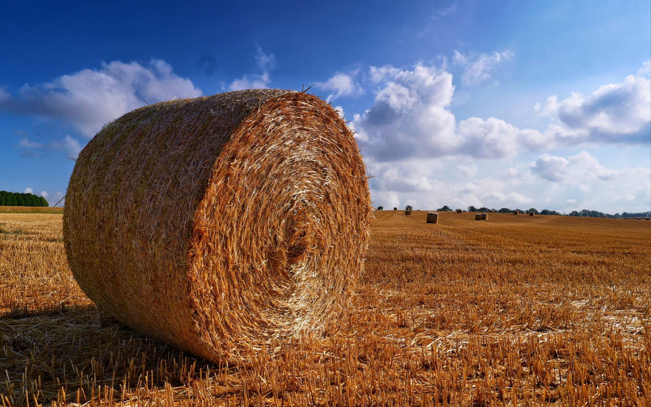 Wiedener Kreuz: Grüne wollen Landwirtschaft helfen