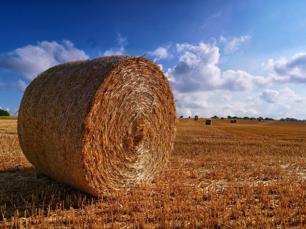 Wiedener Kreuz: Grüne wollen Landwirtschaft helfen