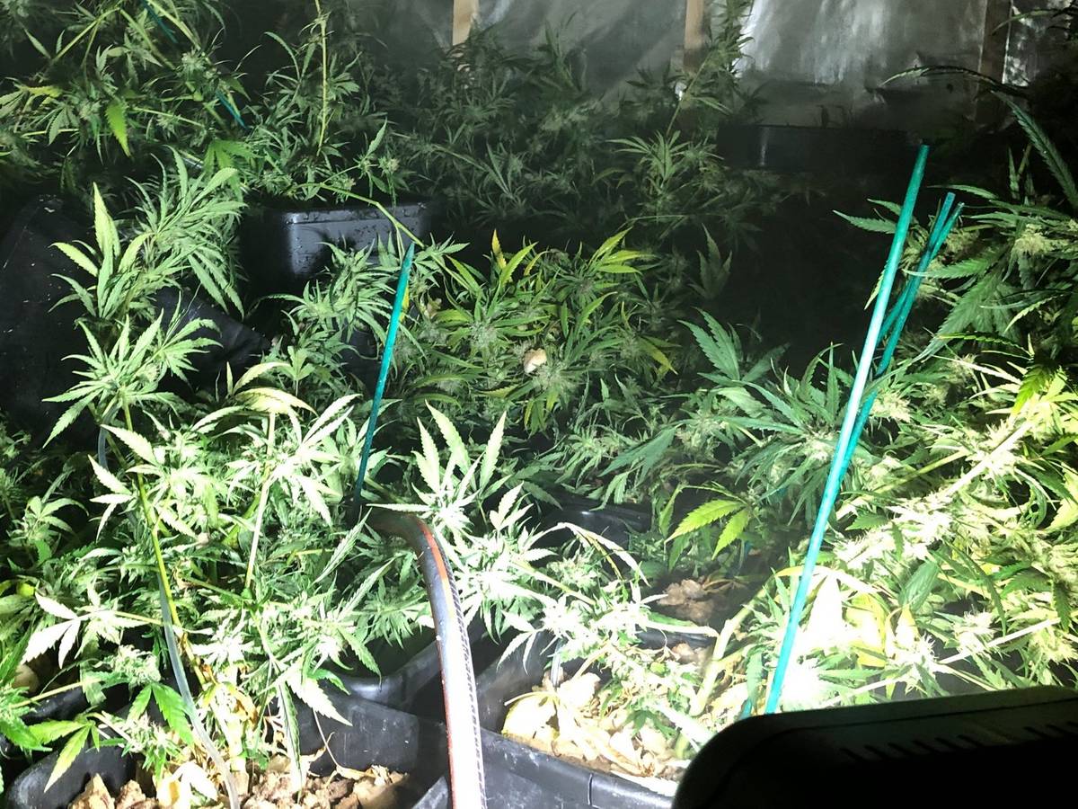 Anonymer Hinweis führt zu Cannabis-Plantage