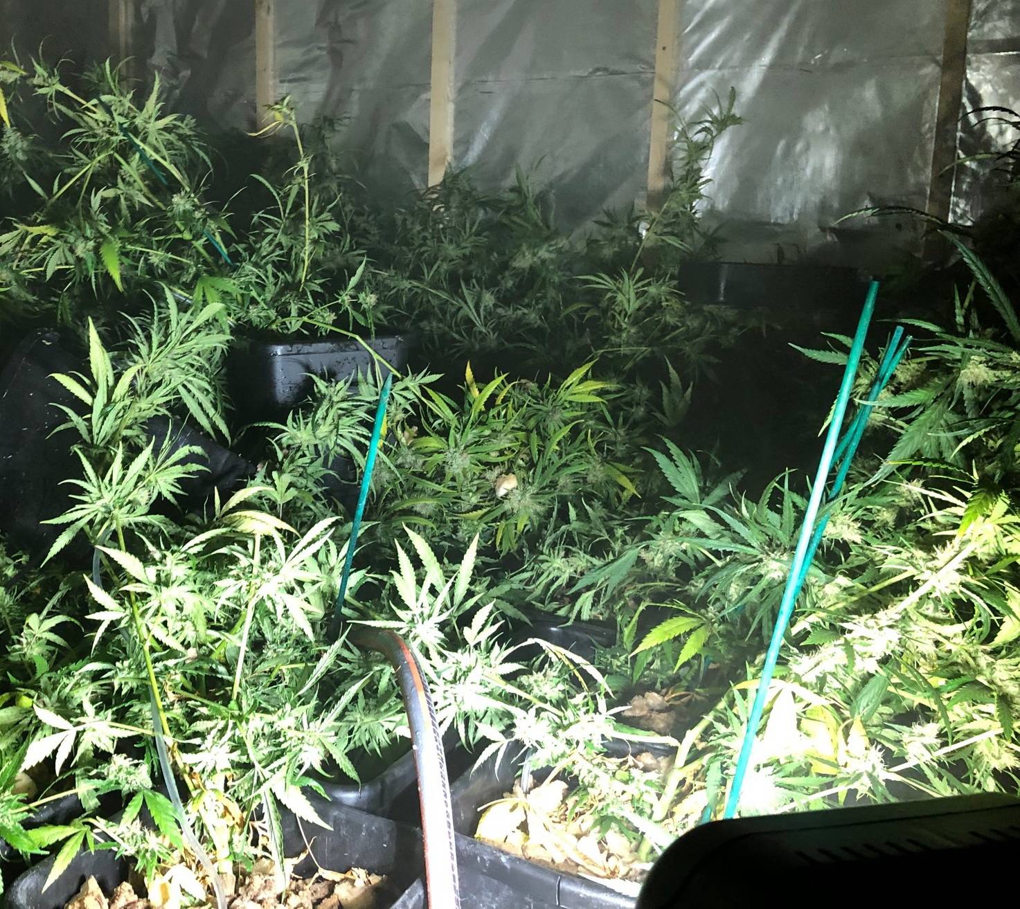 Anonymer Hinweis führt zu Cannabis-Plantage