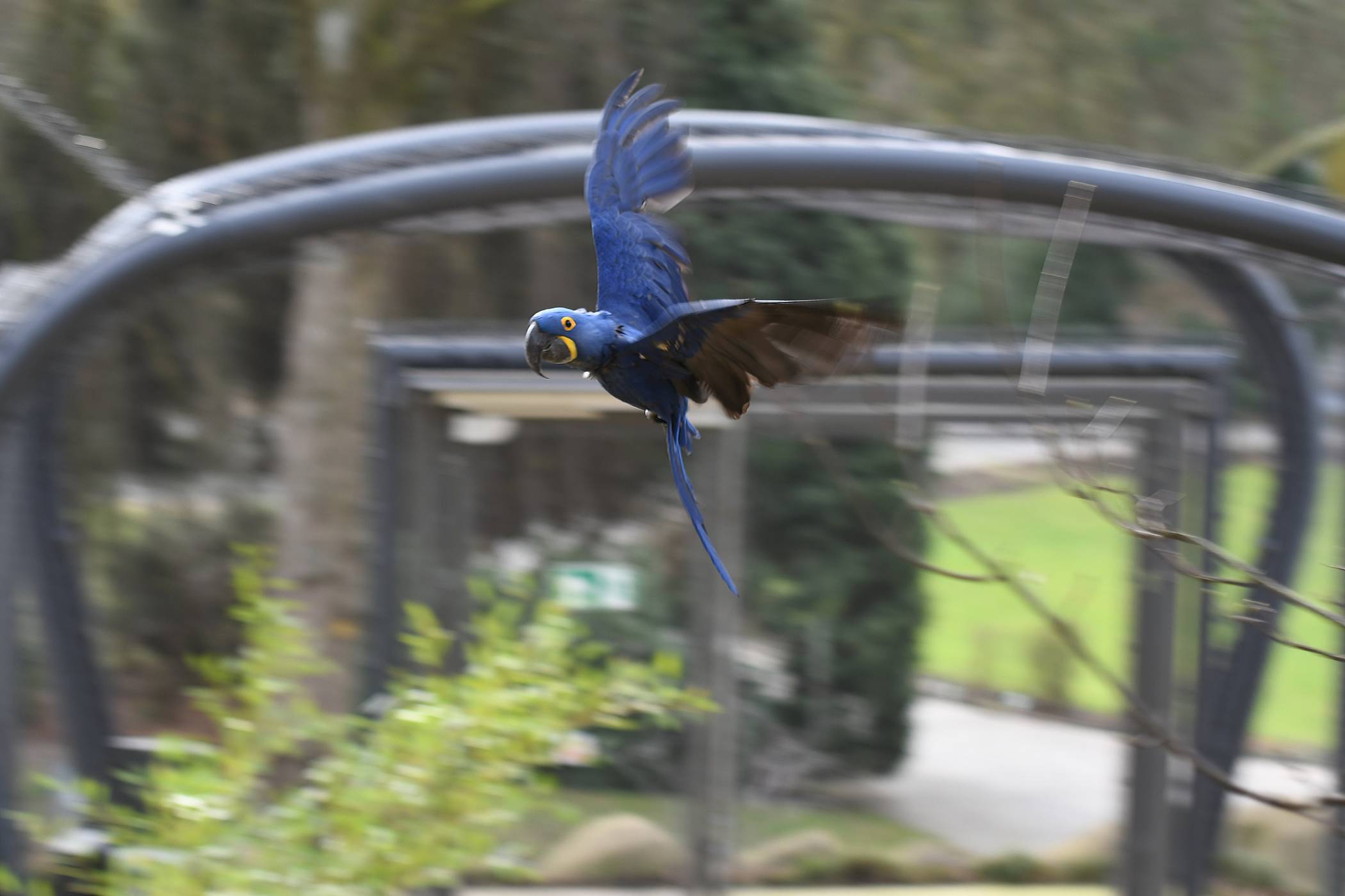 Ein Hyazinth-Ara in der Freiflug-Voliere.