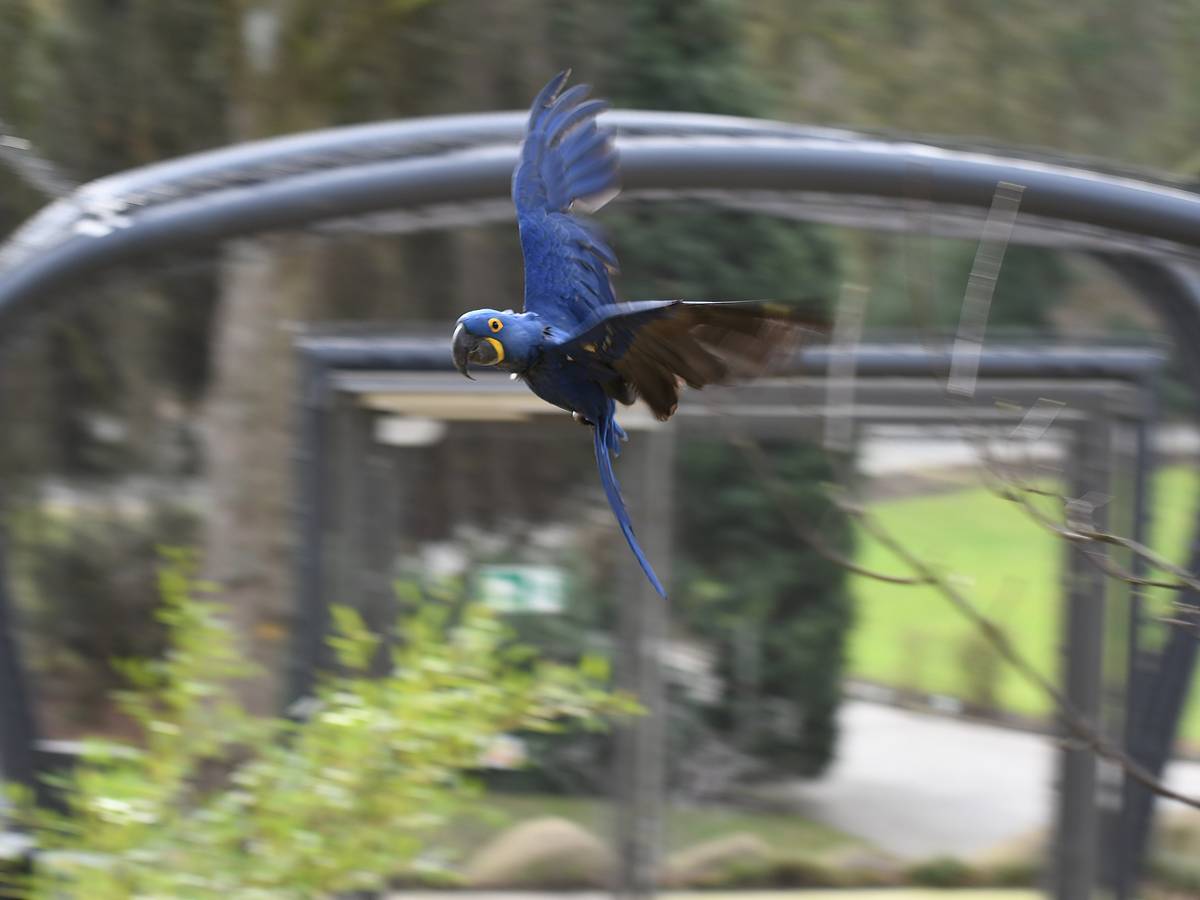 Auszeichnung für die Freiflugvoliere „Aralandia“