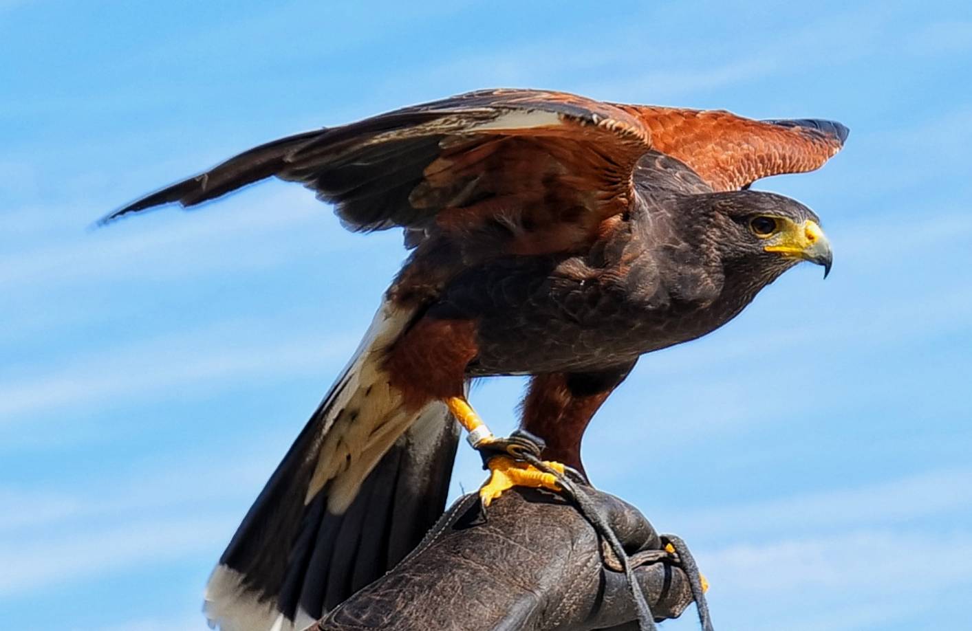 Ein Wüstenbussard.