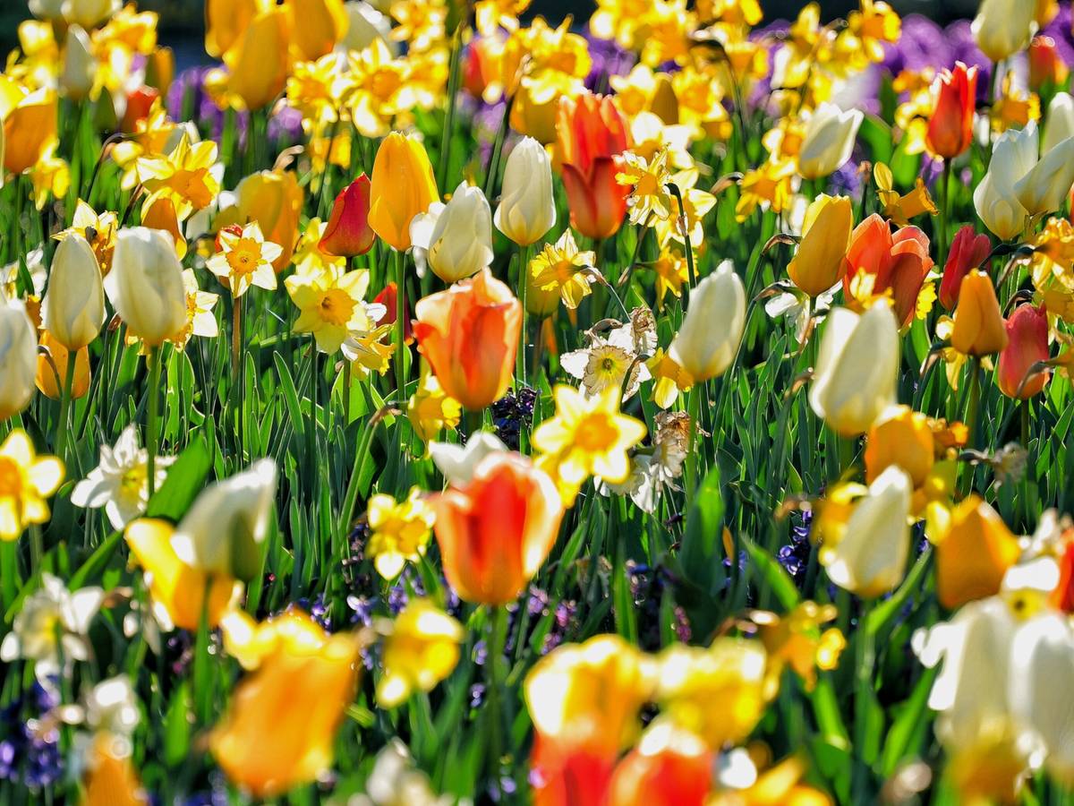 Für eine wilde Vielfalt im Garten