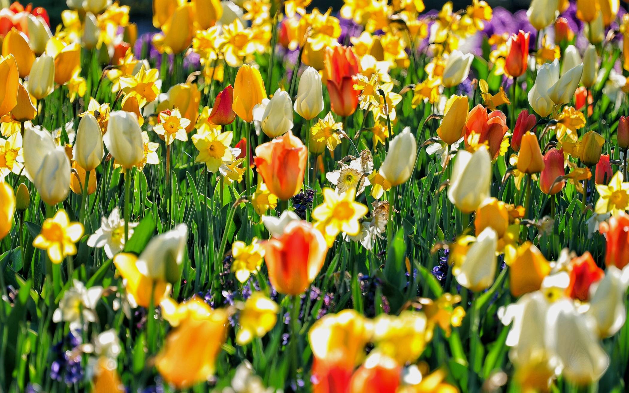 Für eine wilde Vielfalt im Garten