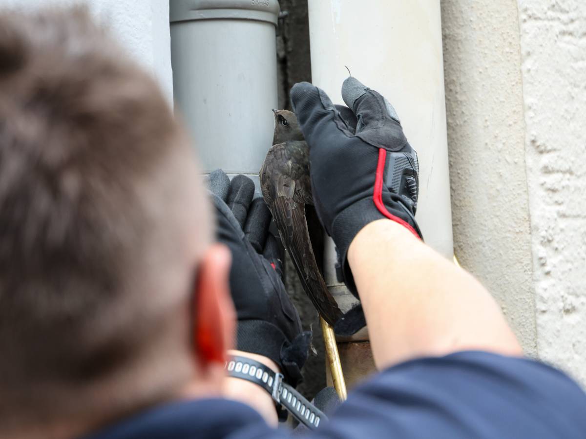 Feuerwehr befreit Mauersegler aus misslicher Lage