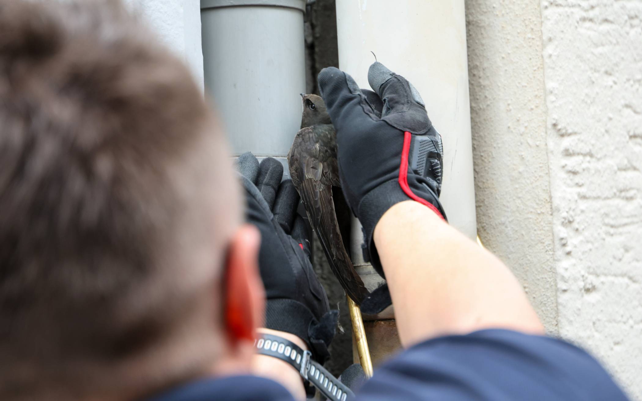 Feuerwehr befreit Mauersegler aus misslicher Lage