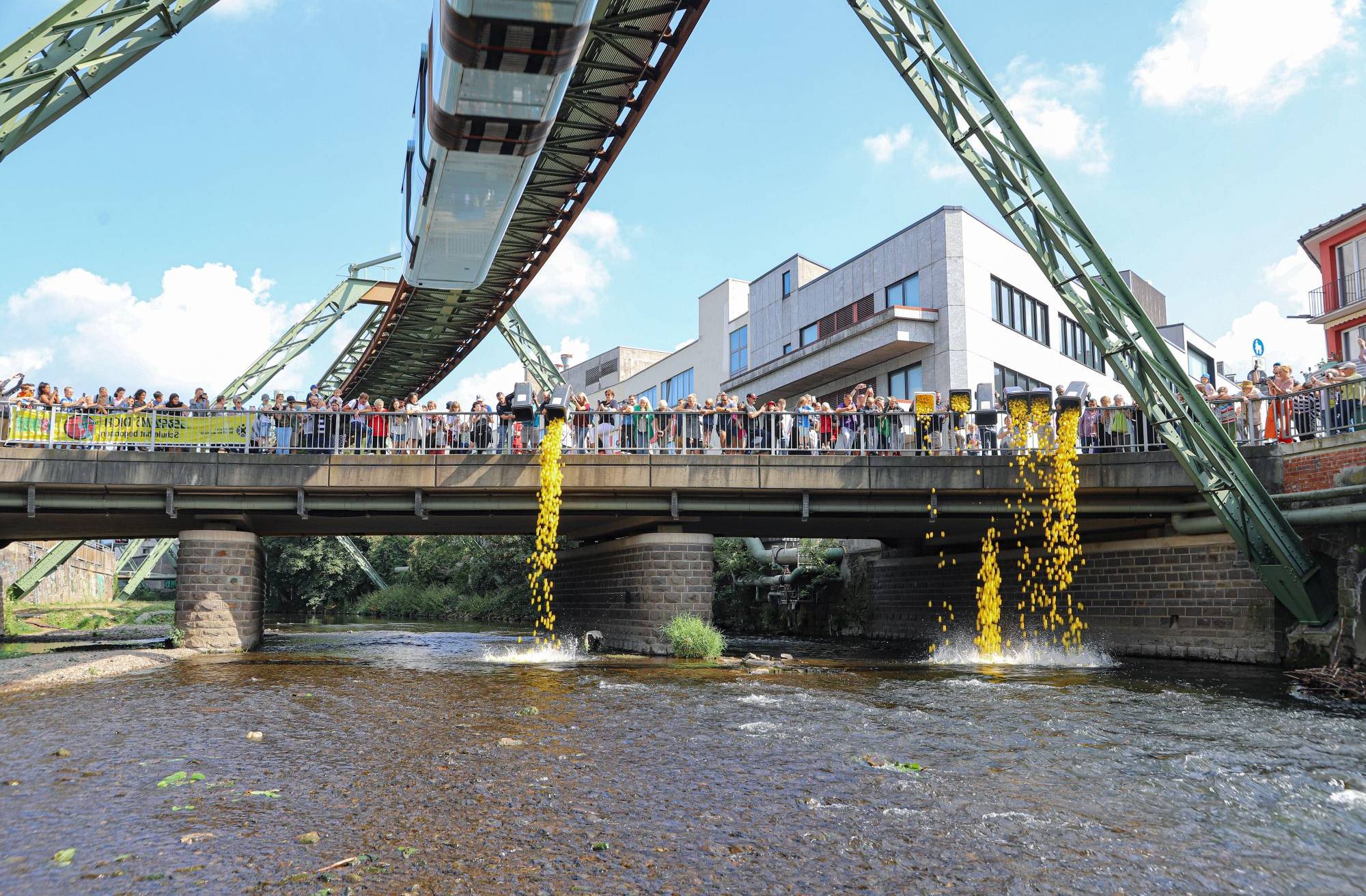 Zum achten Mal sind die Enten auf der Wupper unterwegs