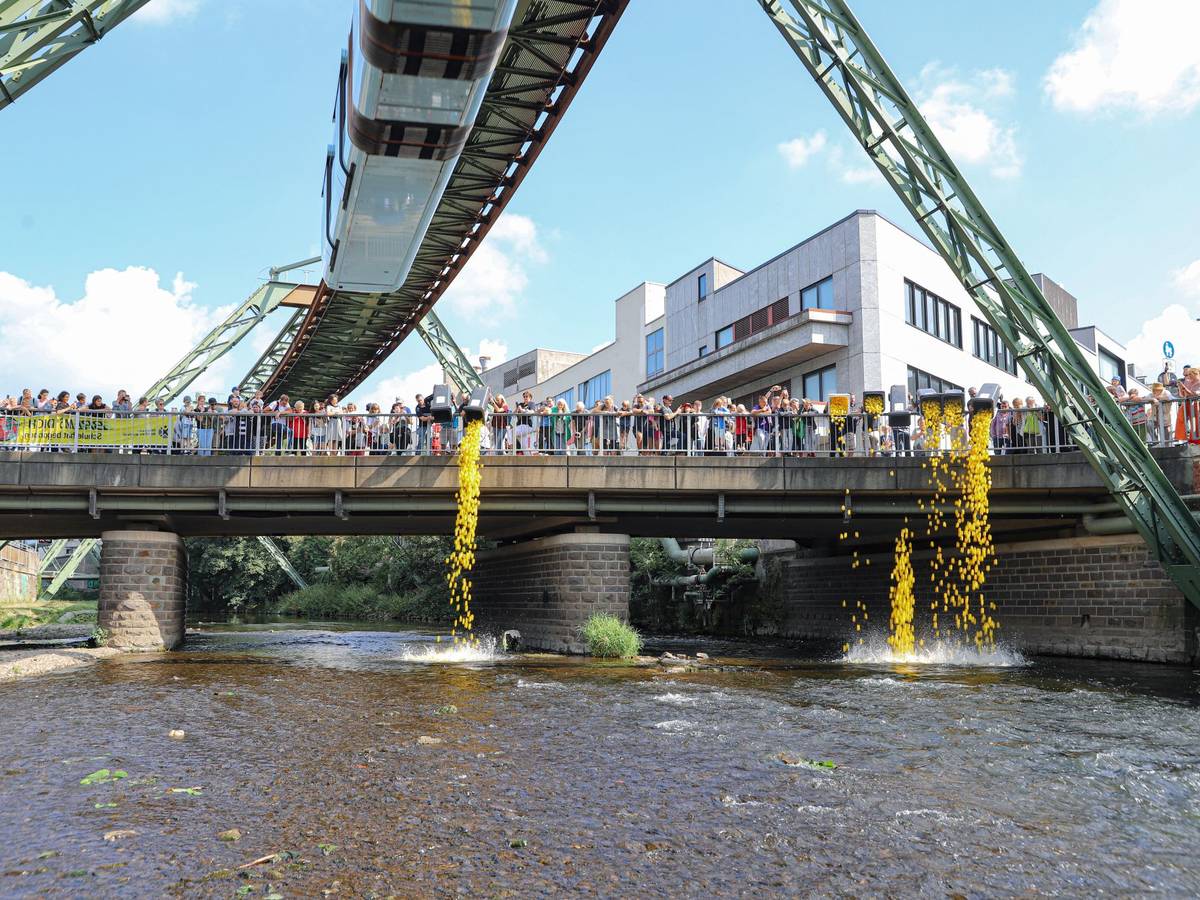 Zum achten Mal sind die Enten auf der Wupper unterwegs