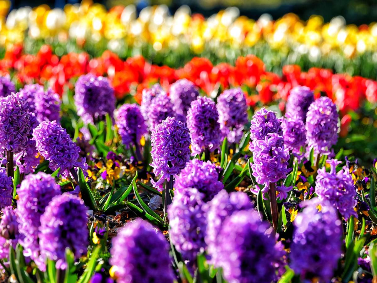 Gartencenter Amoflor schließt Ende September