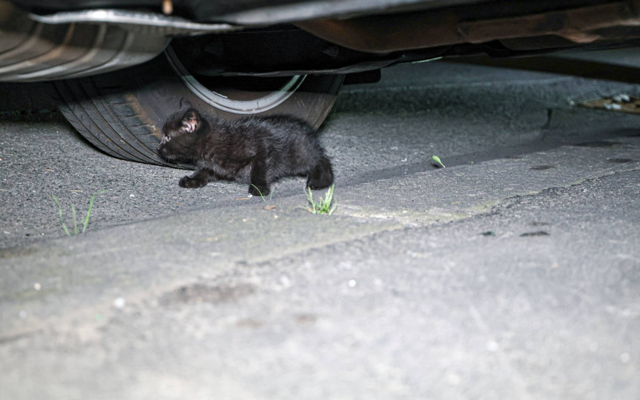Feuerwehr rettet kleine Katze aus Motorraum