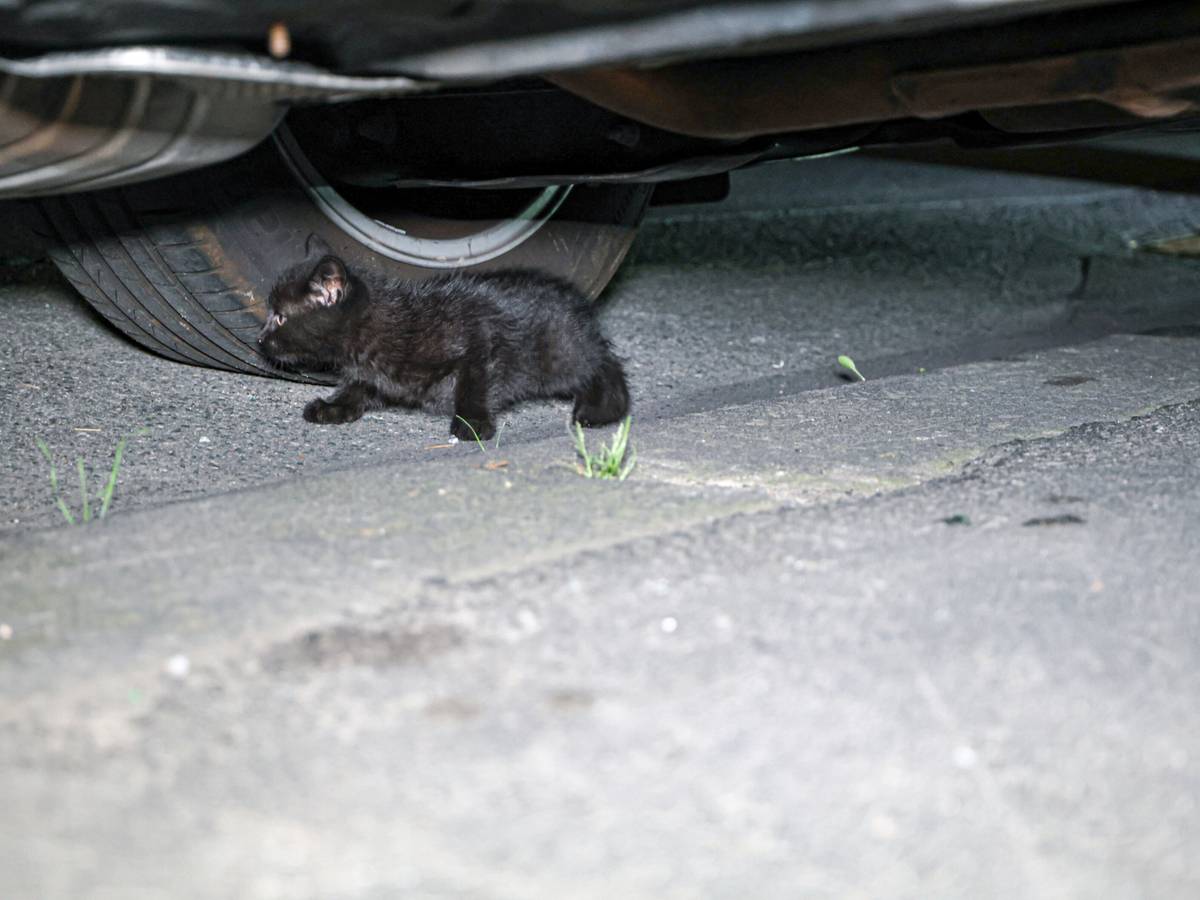 Feuerwehr rettet kleine Katze aus Motorraum