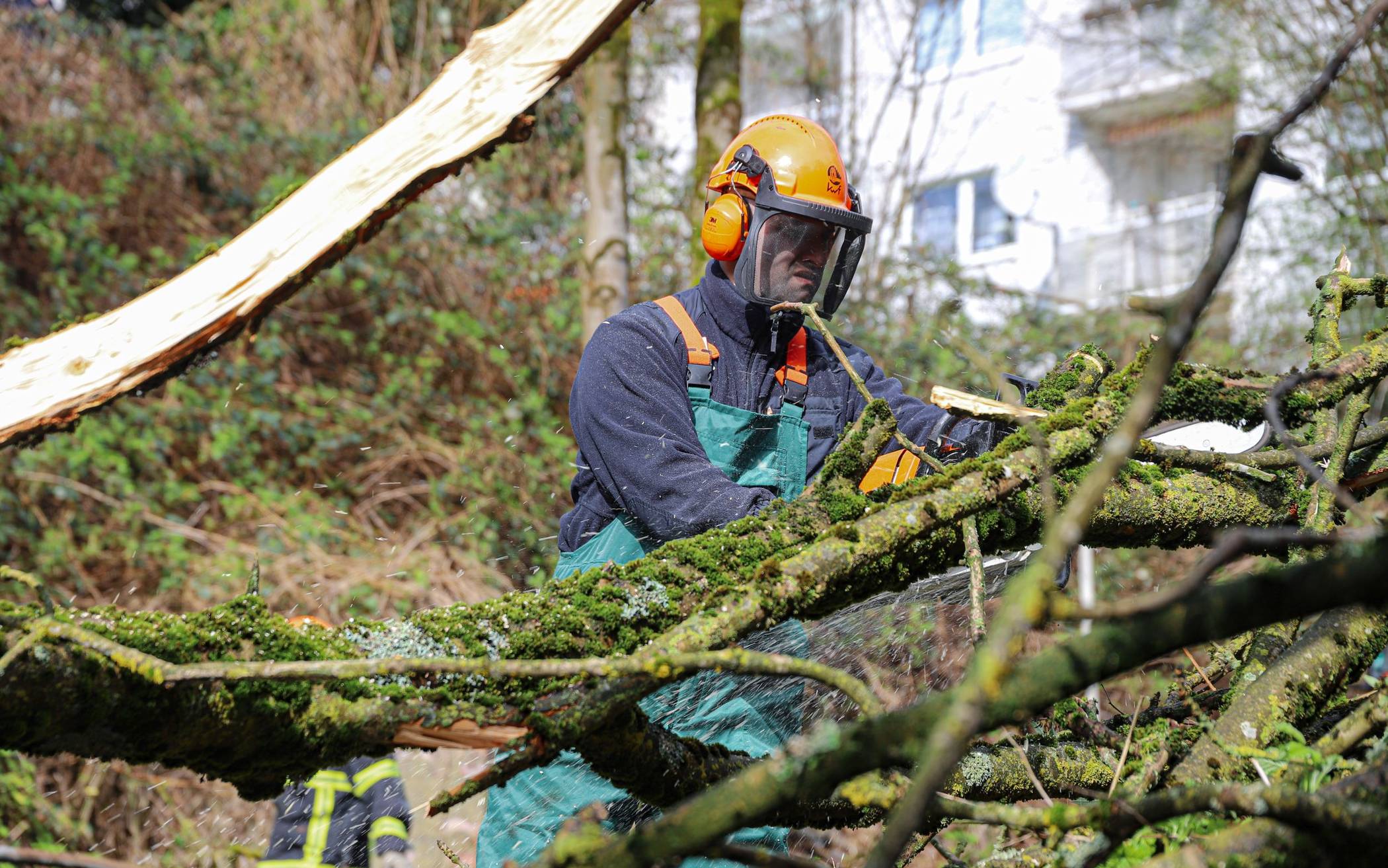 67 Bäume in der Stadt müssen gefällt werden