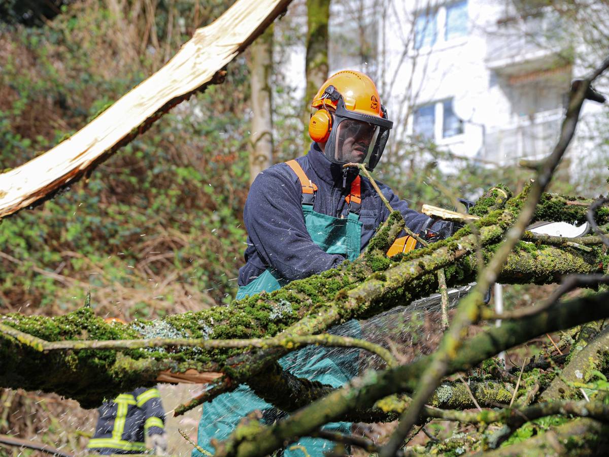 67 Bäume in der Stadt müssen gefällt werden