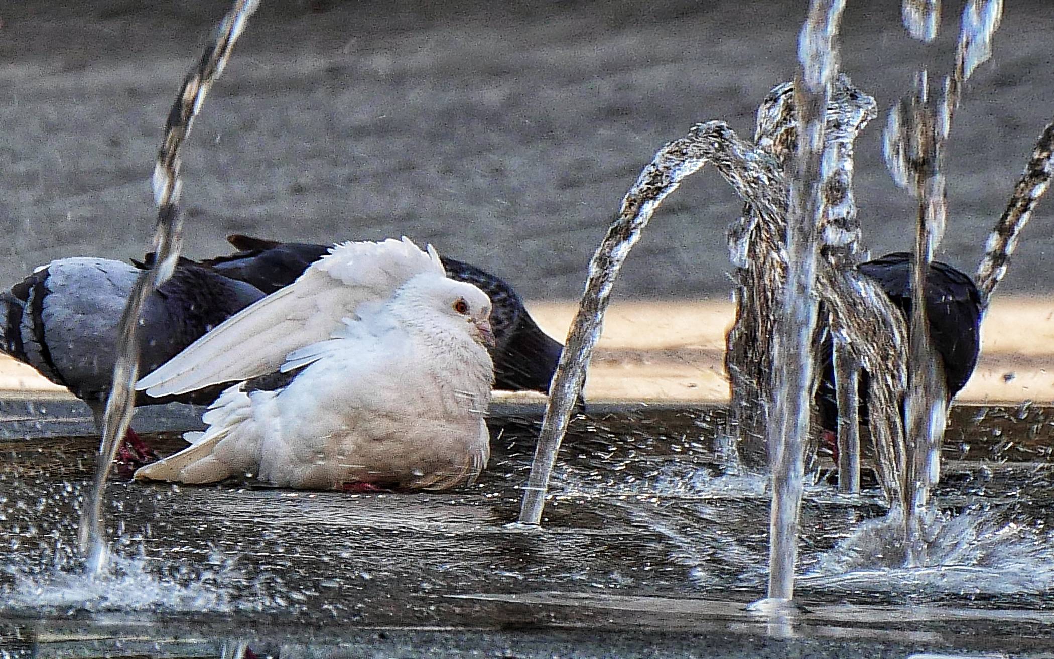 Bilder: Sommer in der Elberfelder City in Wuppertal