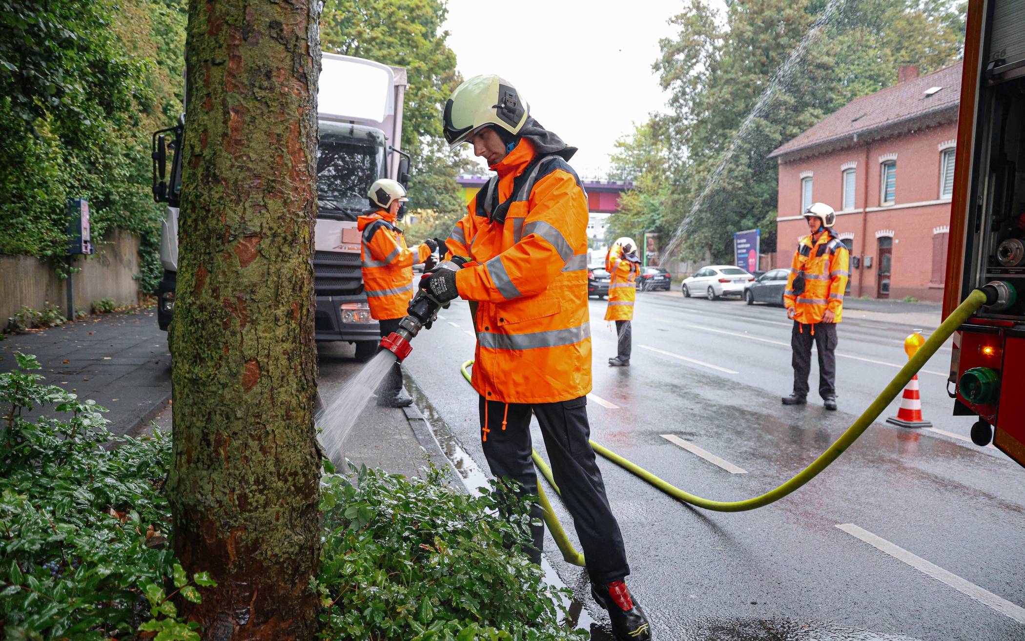Die Bäume wurden gezielt bewässert.