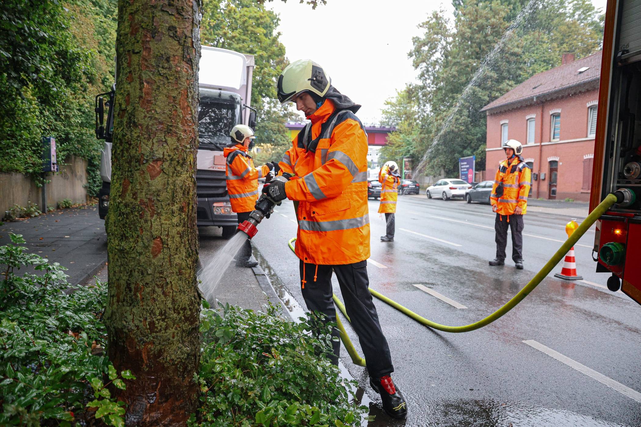 Die Bäume wurden gezielt bewässert.