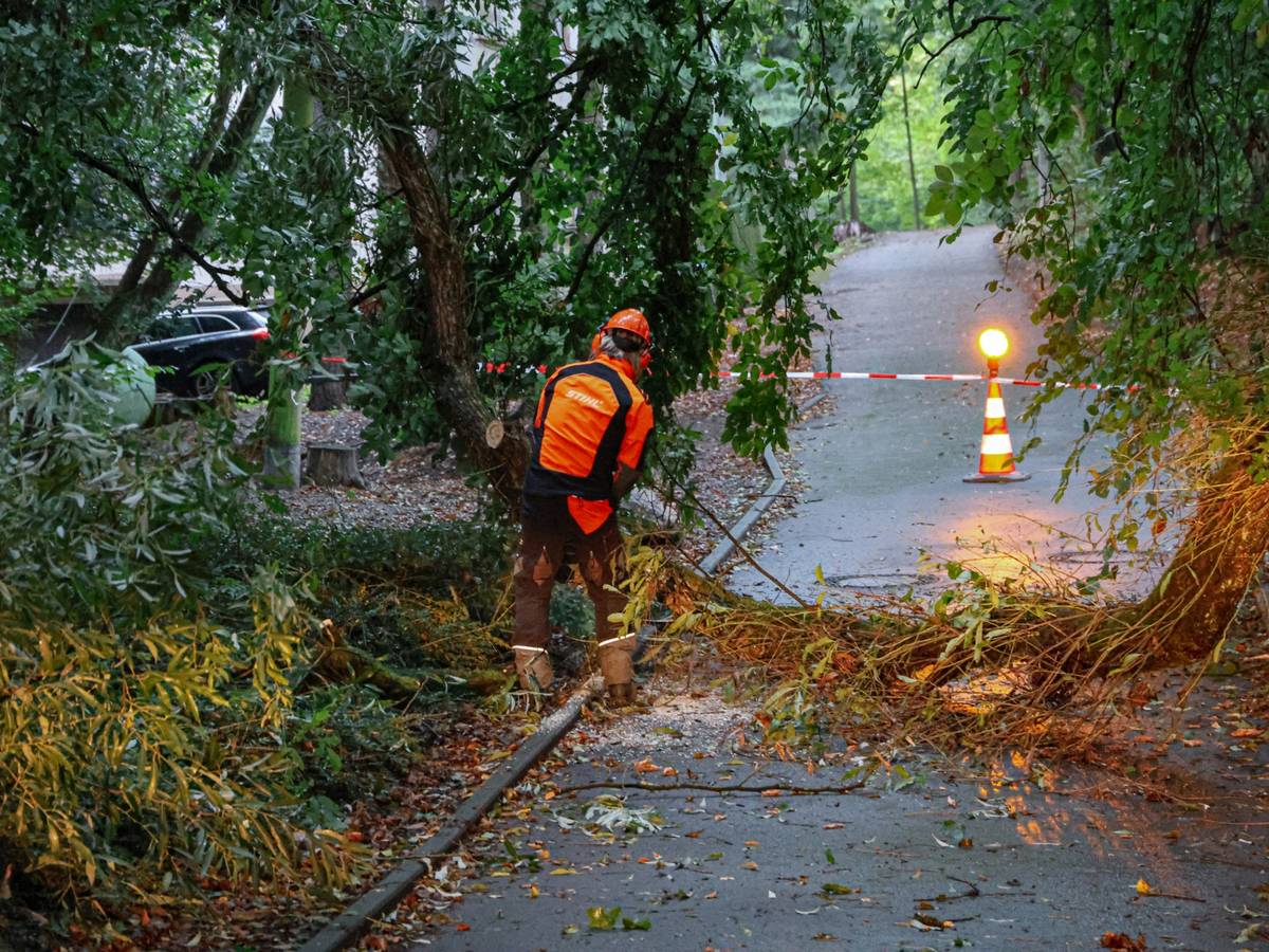 WR umgestürzter Baum Albert-Schweitzer-Weg 8-2026